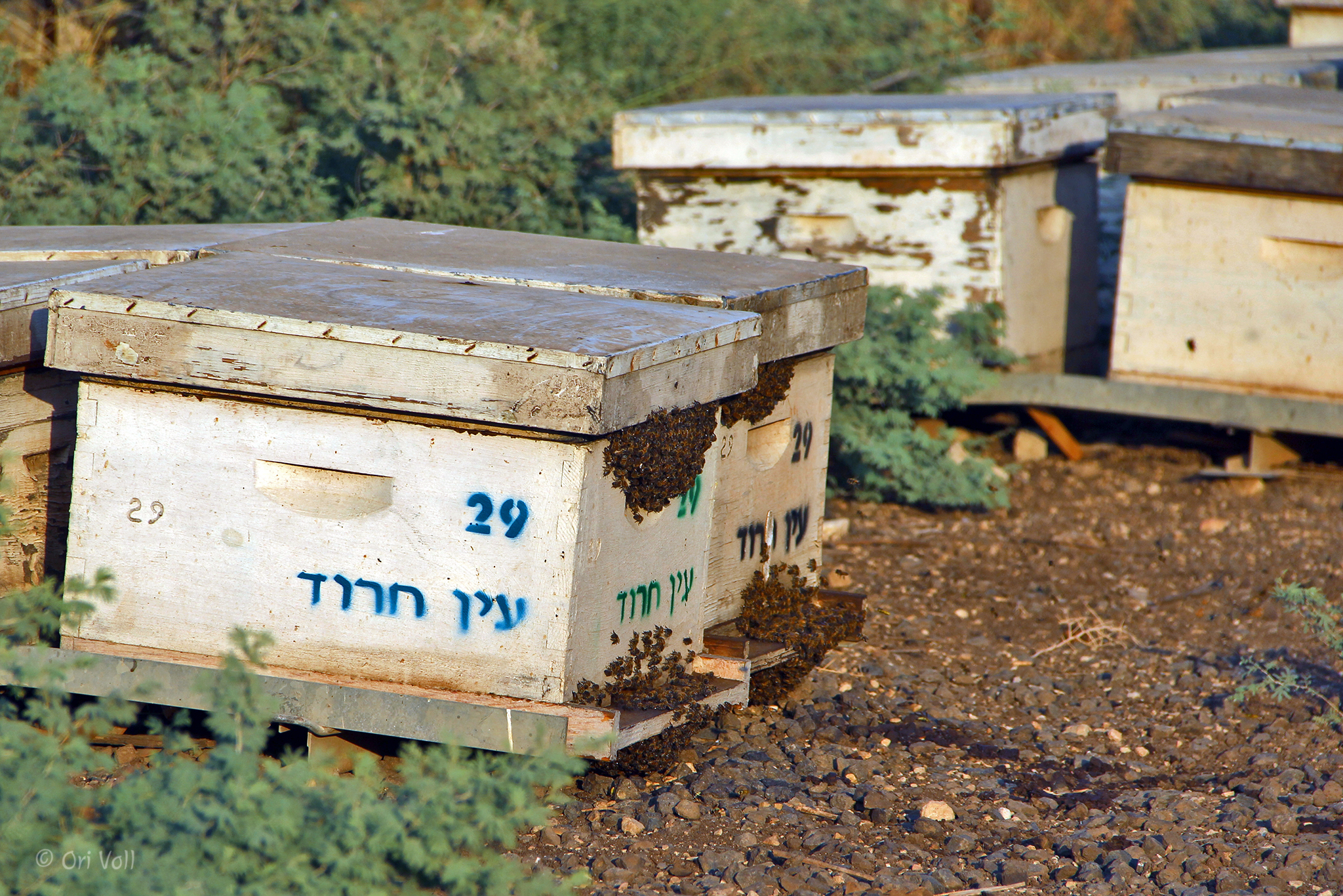 Ein Harod Apiary bee hives
